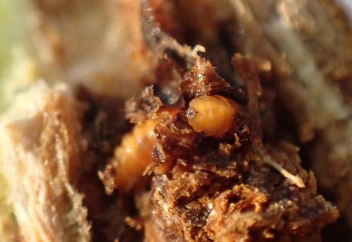 Lasioptera rubi